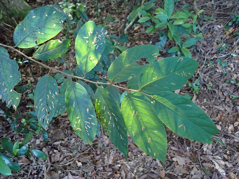 Prunus arborea var. montana photo 5
