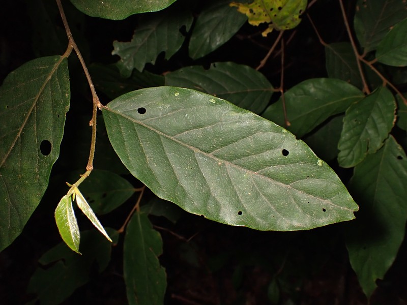 Prunus arborea var. montana photo 6