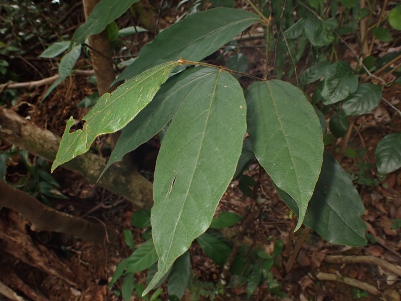 Prunus arborea var. montana photo 8