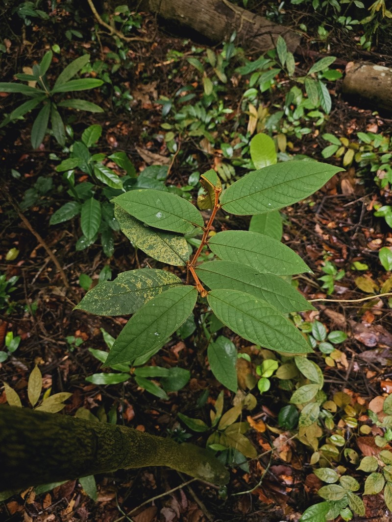 Prunus arborea var. stipulacea