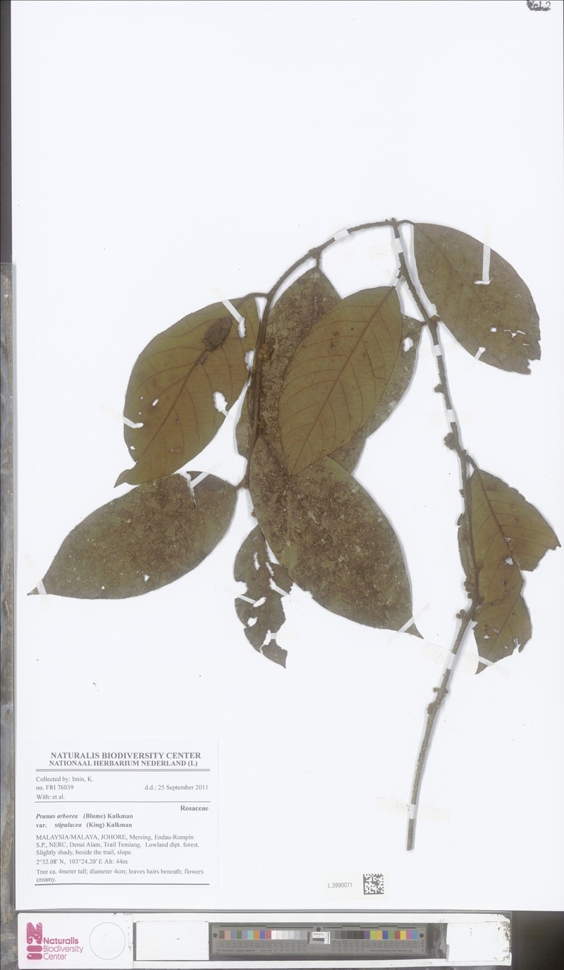 Prunus arborea var. stipulacea photo 2