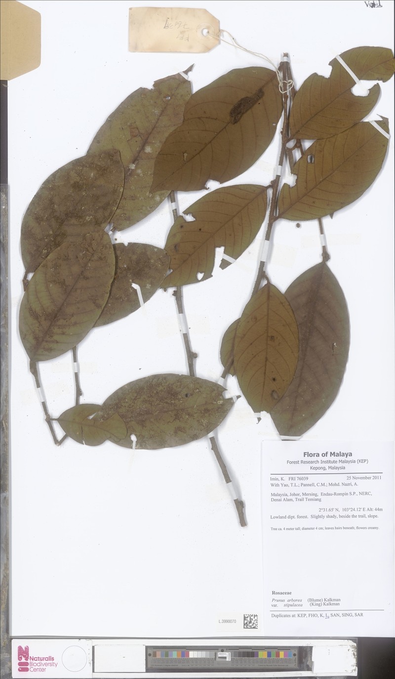 Prunus arborea var. stipulacea photo 3