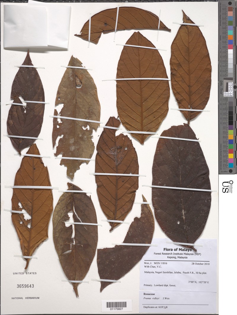 Prunus arborea var. stipulacea photo 4