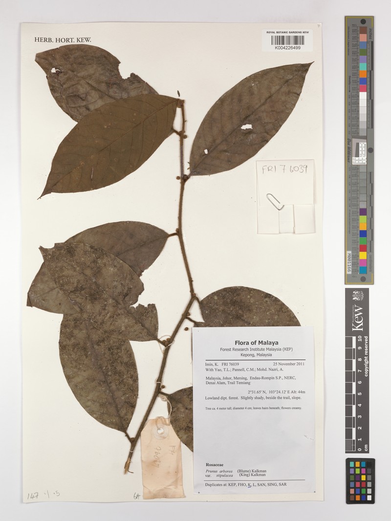 Prunus arborea var. stipulacea photo 5