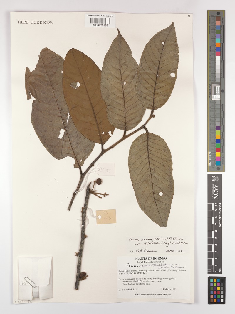Prunus arborea var. stipulacea photo 6