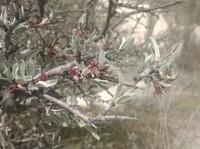 Prunus argentea