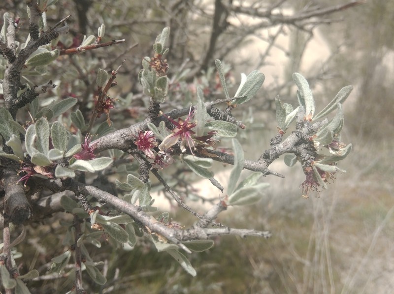 Prunus argentea