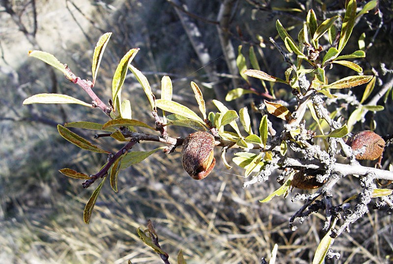 Prunus argentea photo 2