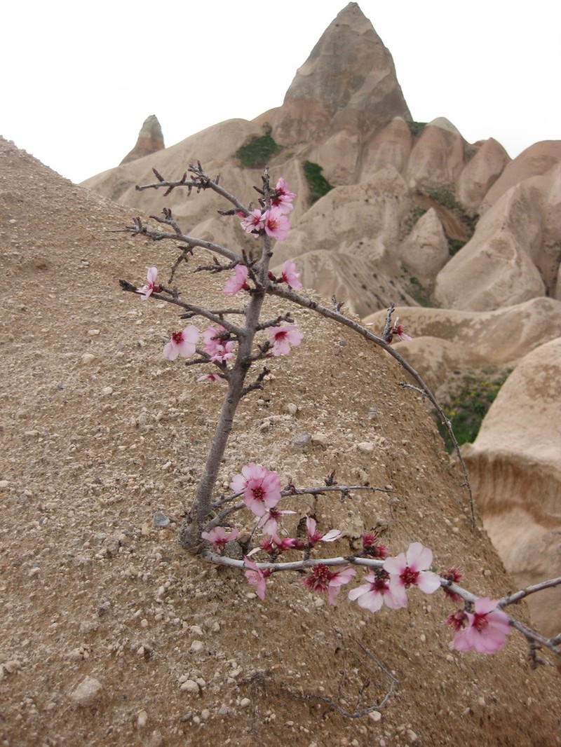 Prunus argentea photo 3