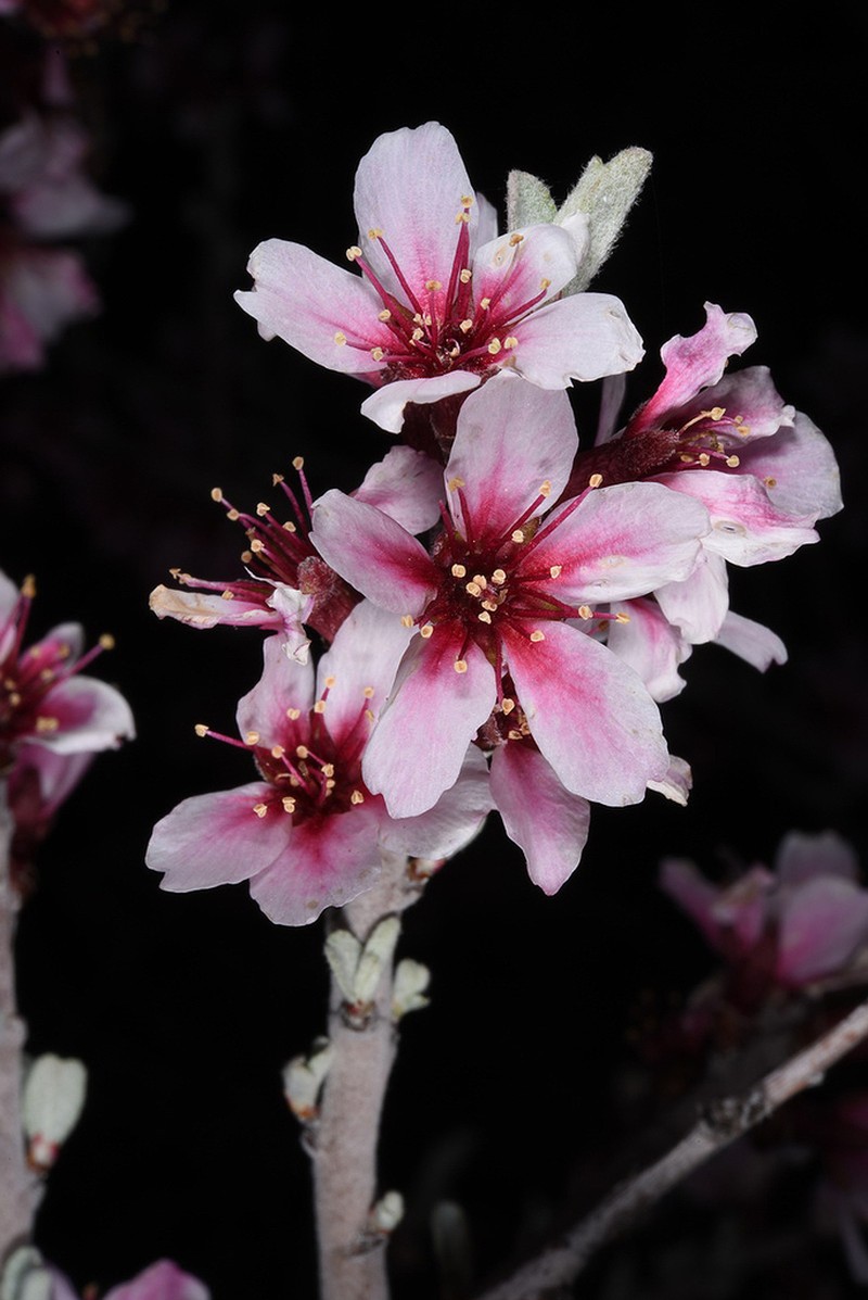 Prunus argentea photo 4