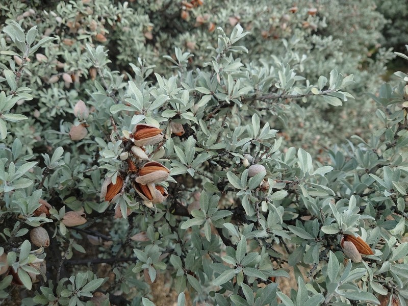 Prunus argentea photo 5