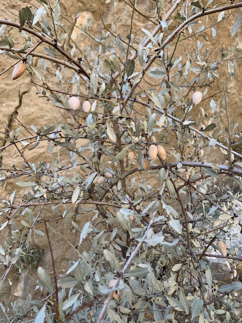Prunus argentea photo 6
