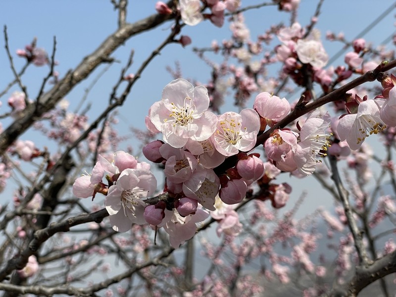 Apricot