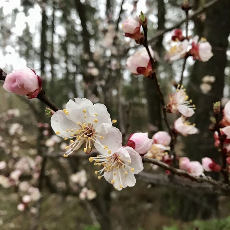 Apricot photo 2