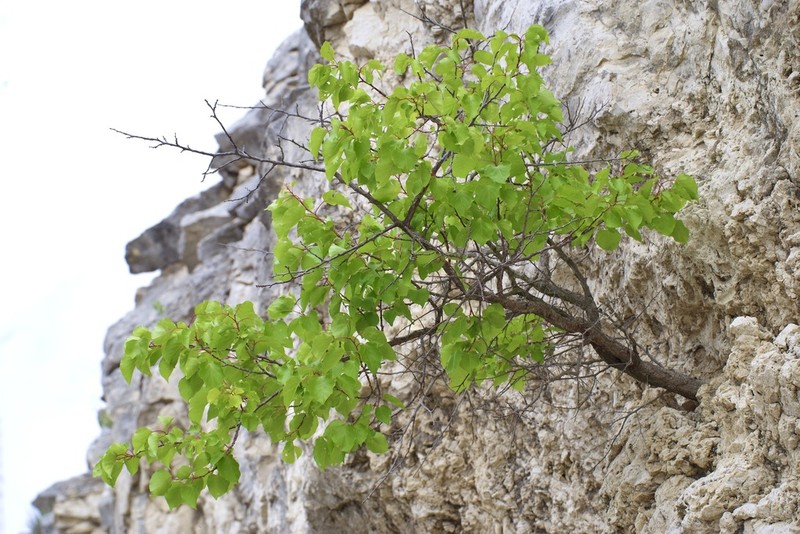 Apricot photo 3