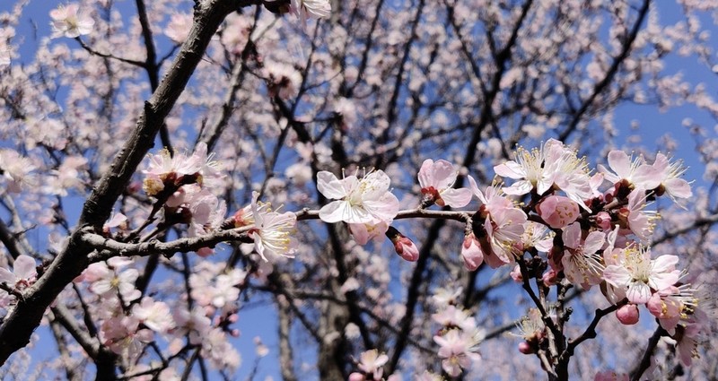Apricot photo 4