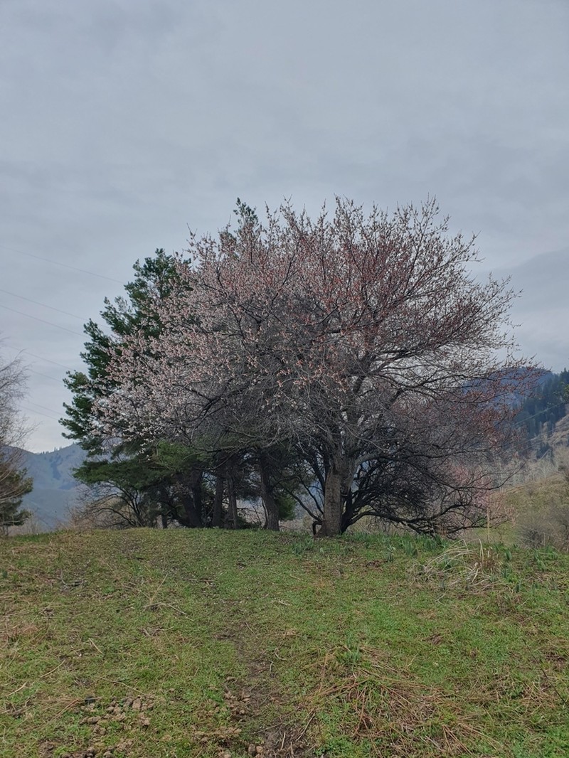 Apricot photo 5