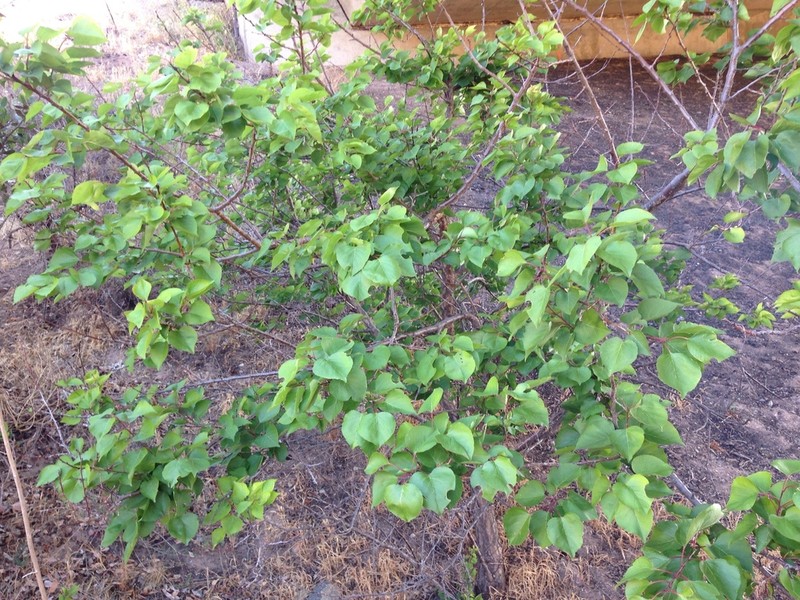 Apricot photo 6