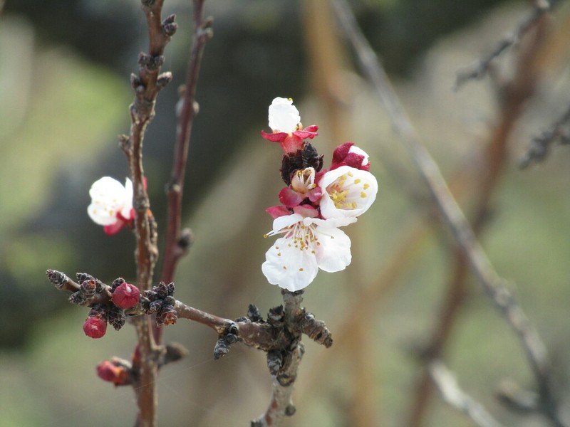 Apricot photo 7
