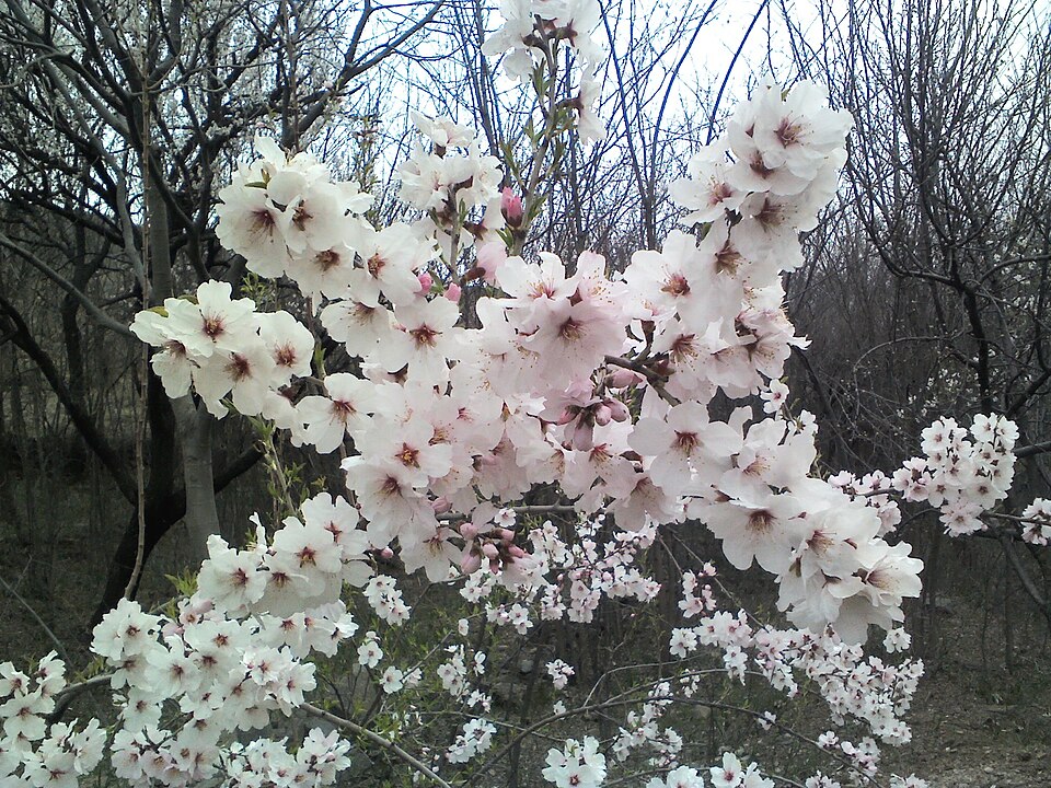 Apricot photo 4