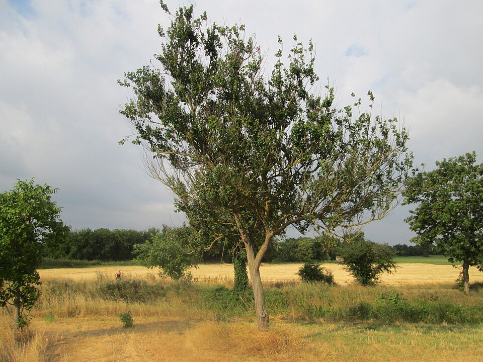 Apricot photo 5
