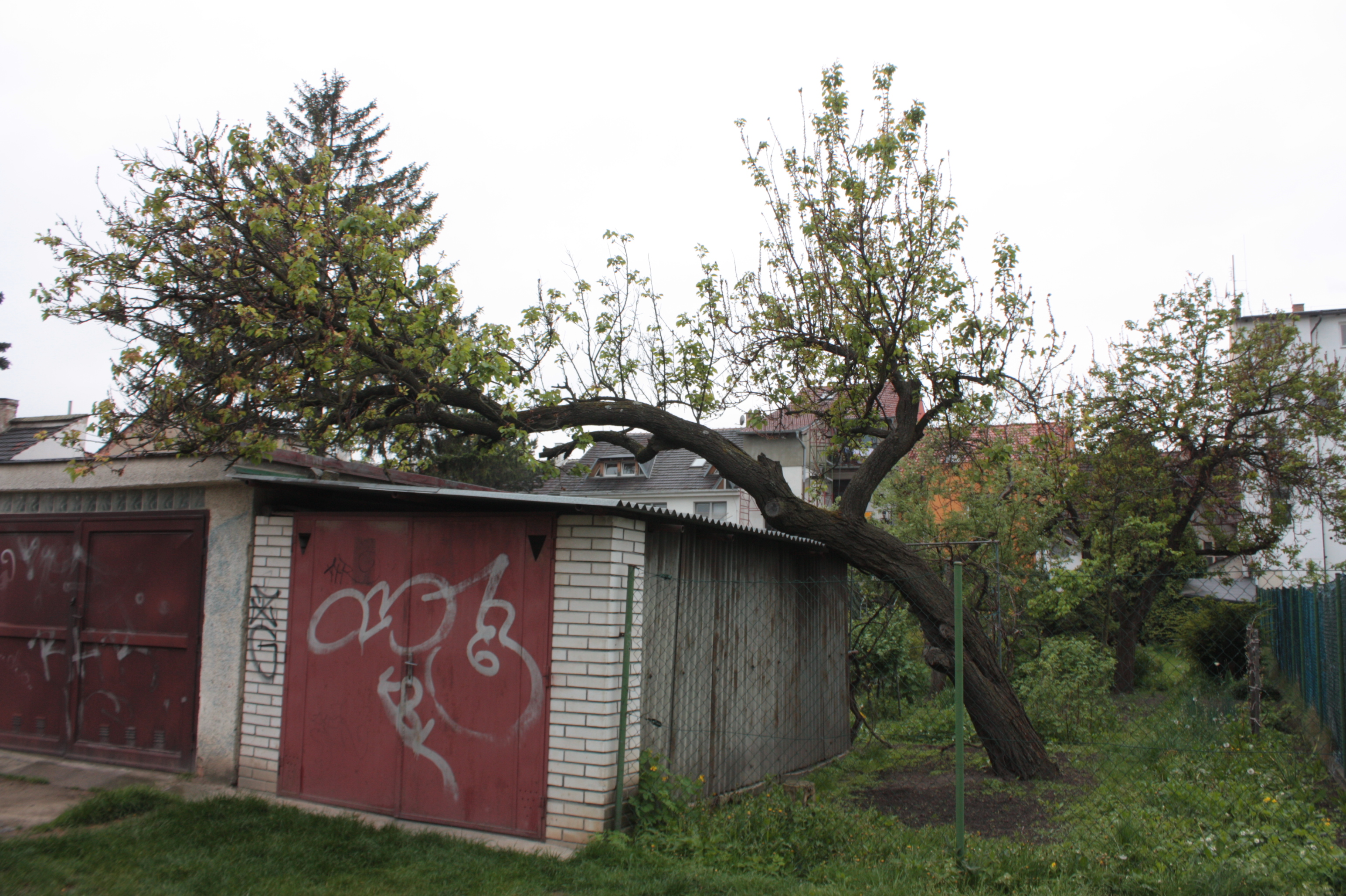 Apricot photo 6