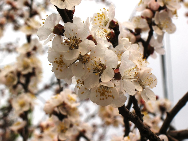 Apricot photo 2
