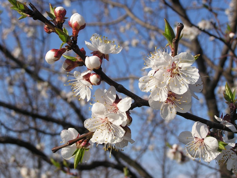 Apricot photo 3