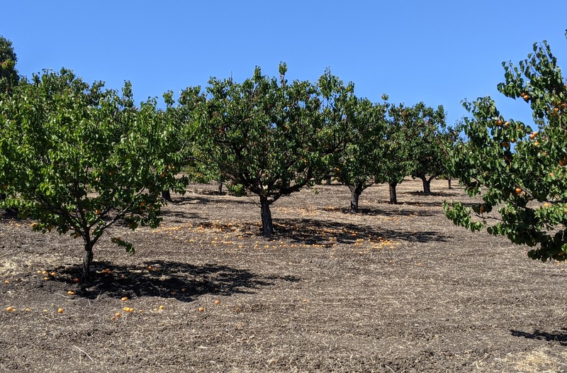 Apricot photo 7