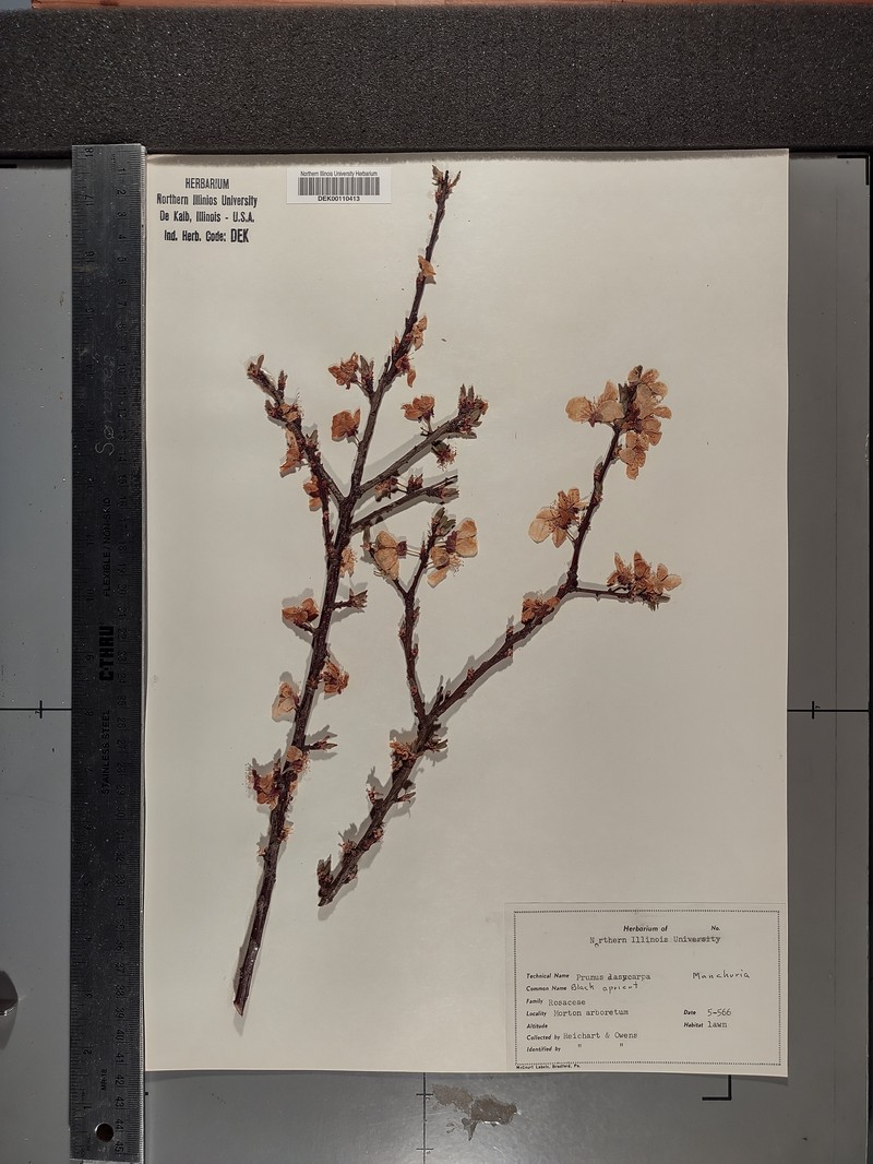 Prunus armeniaca var. armeniaca