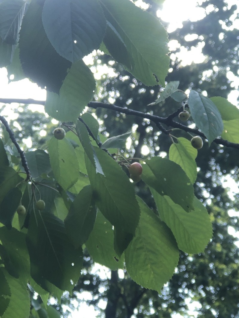 Sweet Almond photo 5
