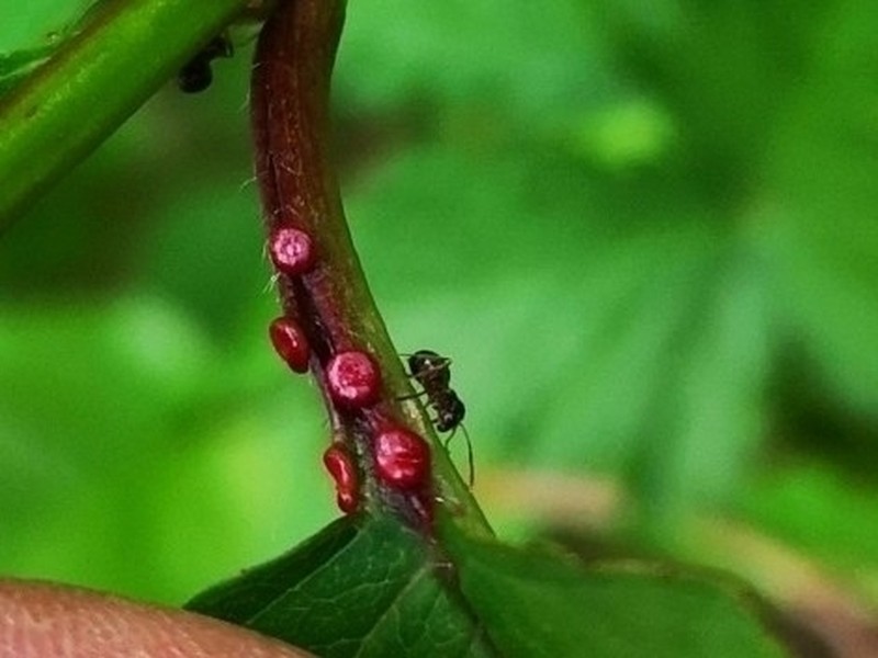 Sweet Cherry photo 6