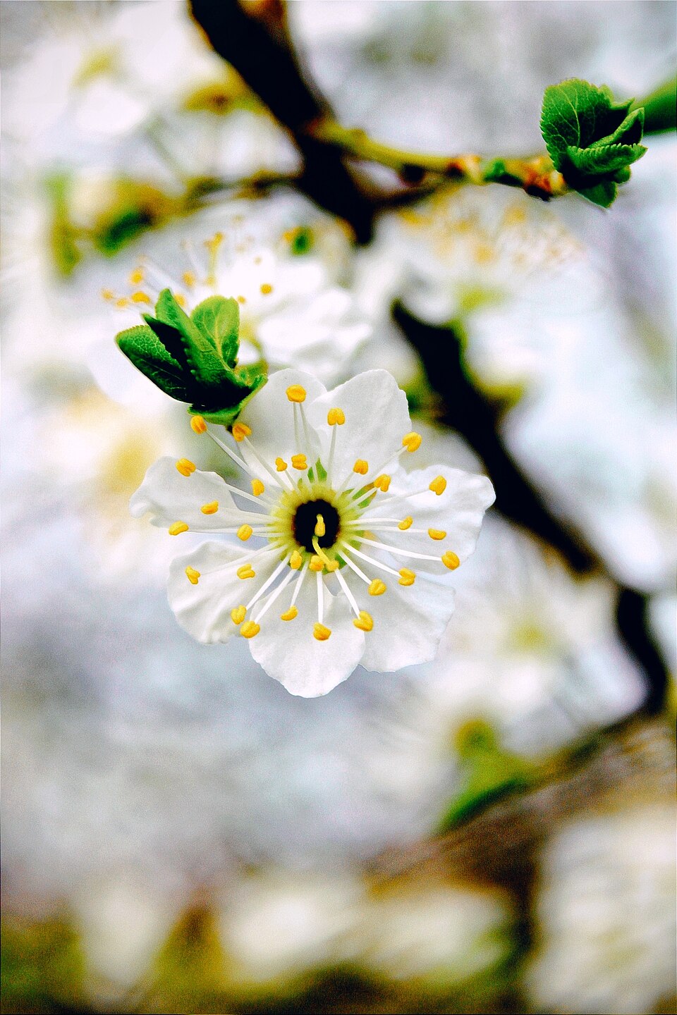 Sweet Cherry photo 4