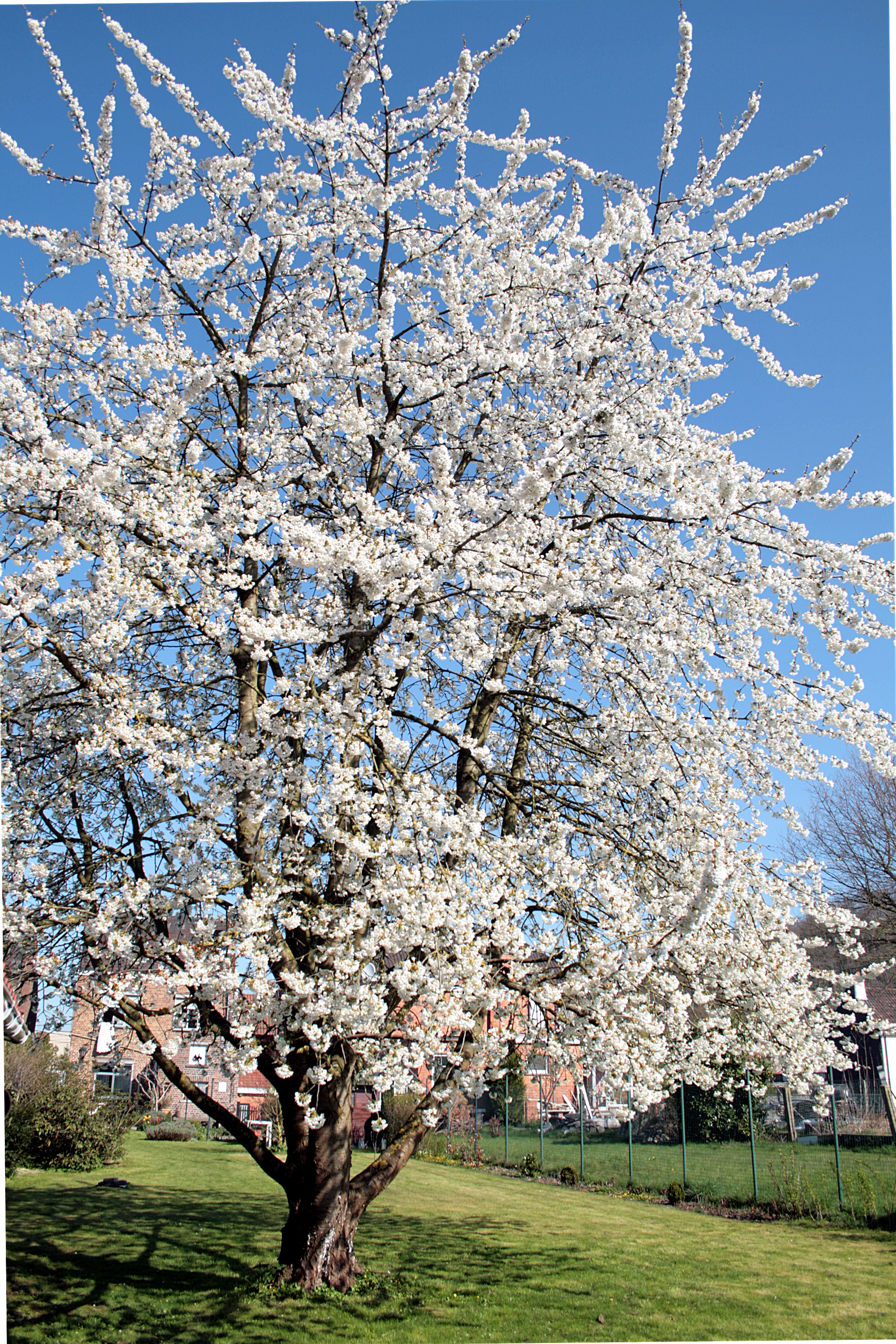 Sweet Cherry photo 5