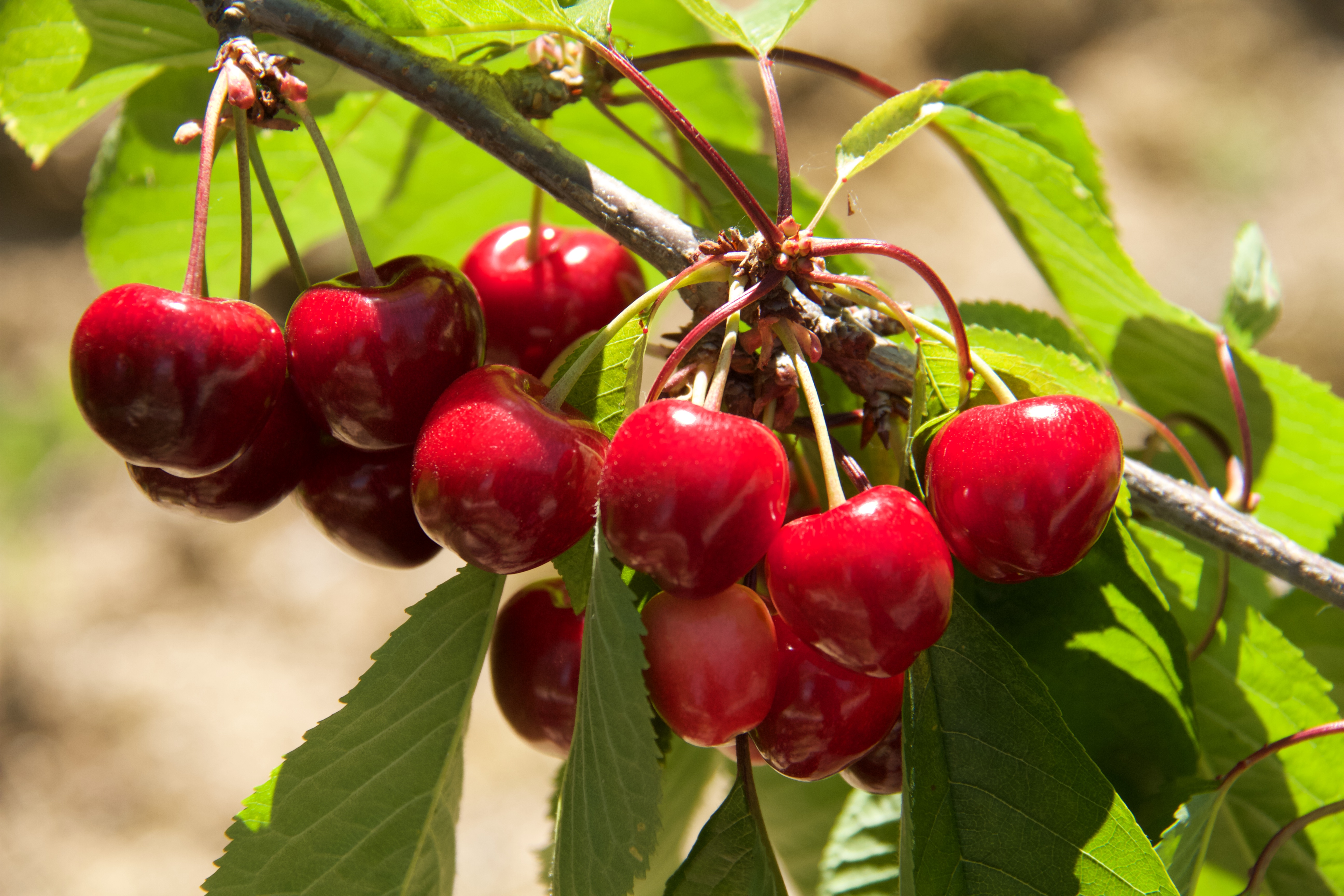 Sweet Cherry photo 6