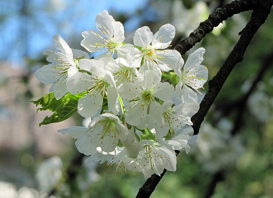 Sweet Cherry photo 8