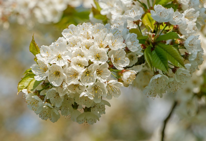 Sweet Cherry photo 3
