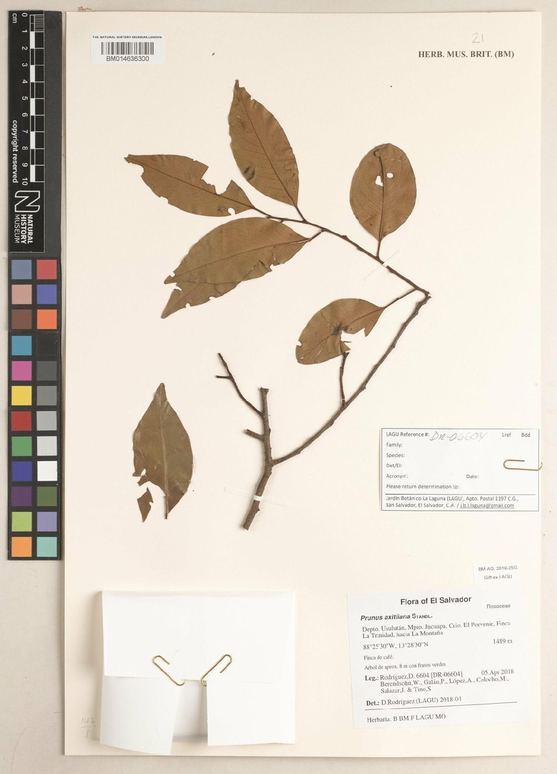 Prunus axitliana