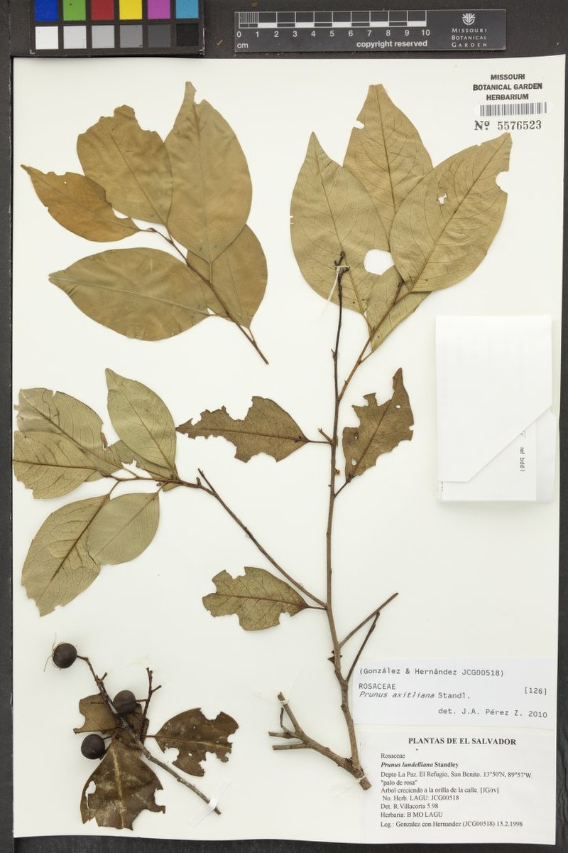 Prunus axitliana photo 2