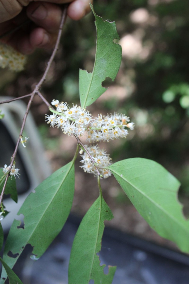 Prunus axitliana photo 3