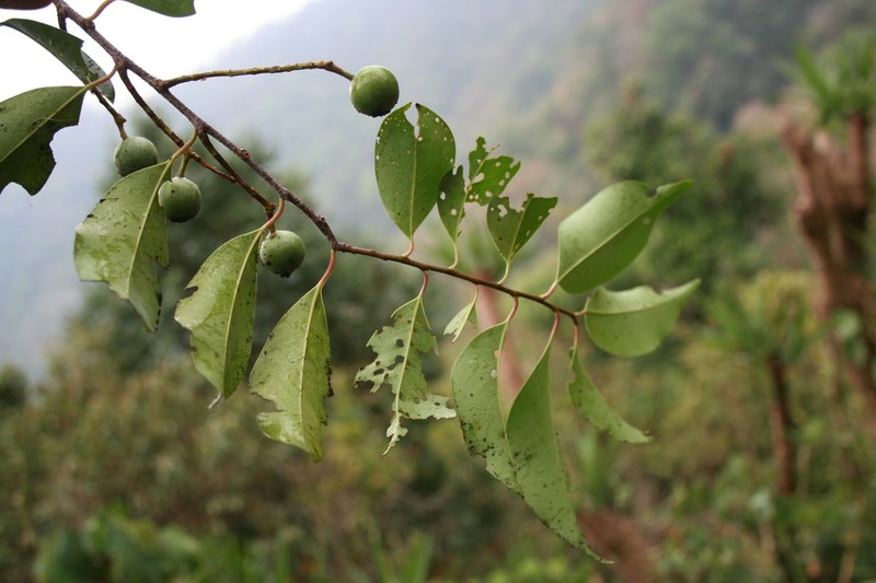 Prunus axitliana photo 4
