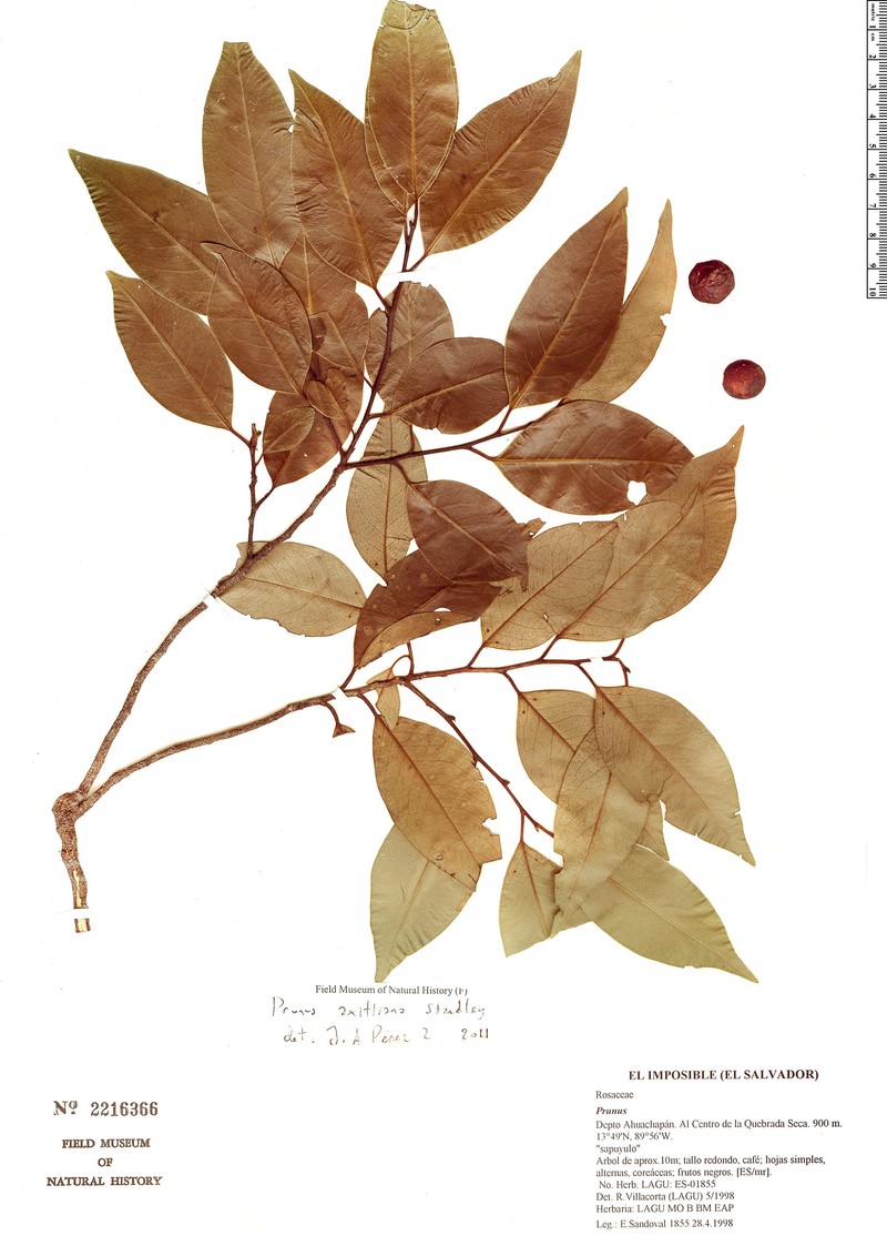 Prunus axitliana photo 5