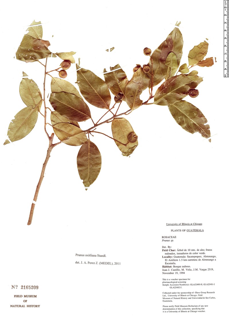 Prunus axitliana photo 6