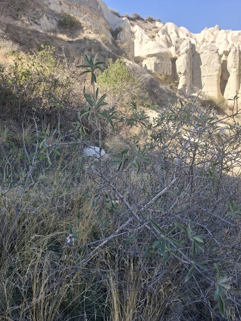 Prunus balansae