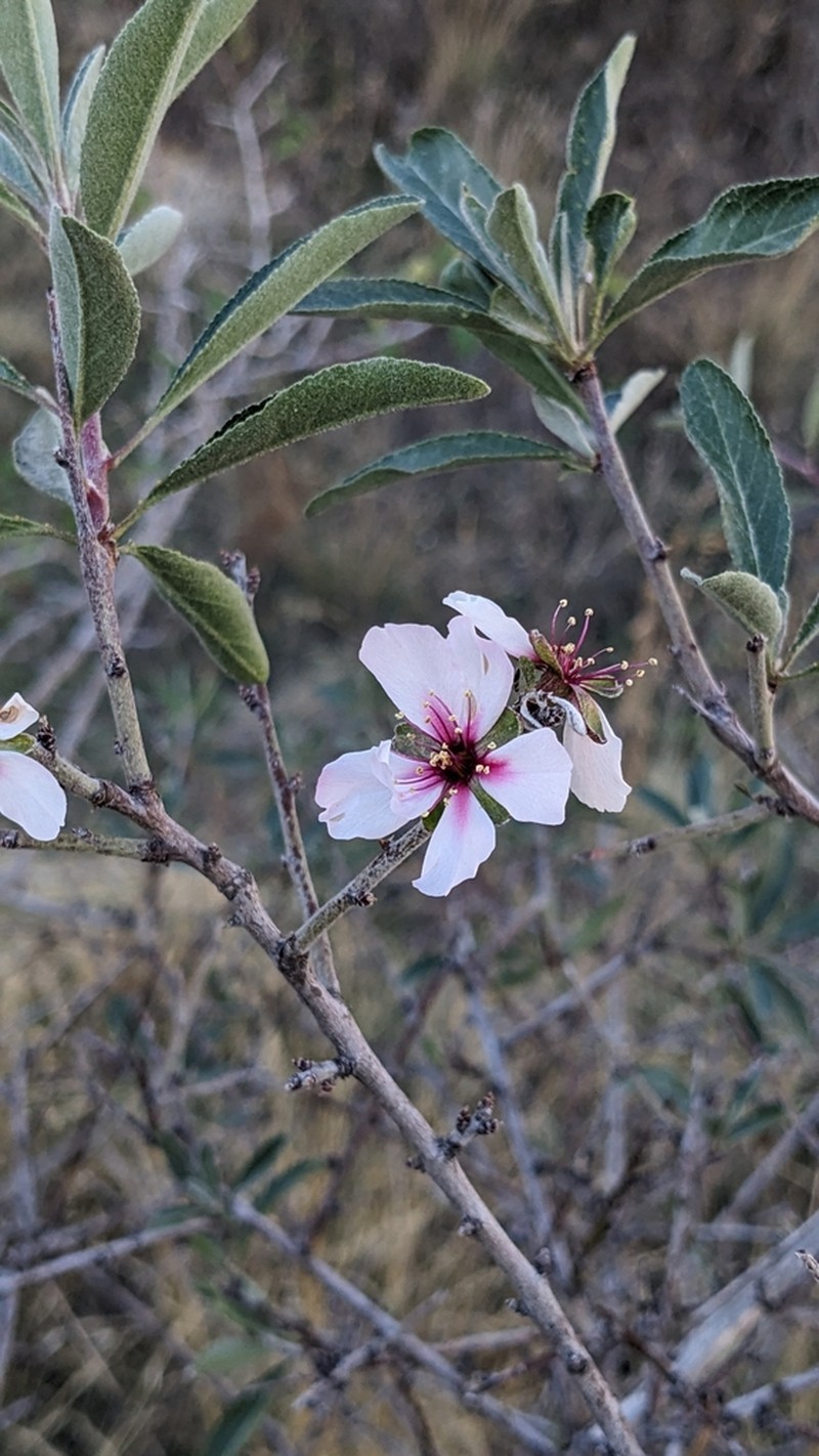 Prunus balansae photo 2