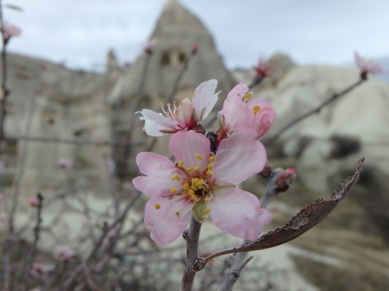 Prunus balansae photo 3