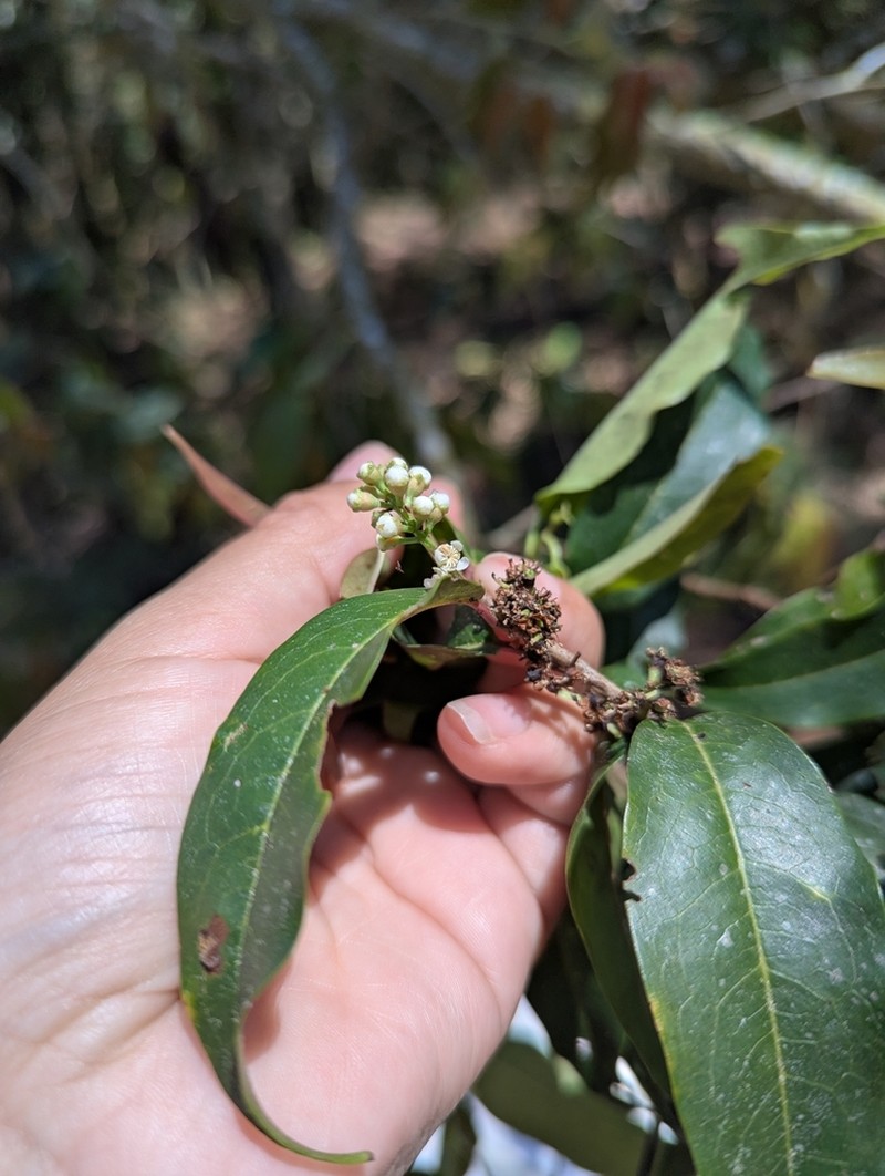 Prunus barbata photo 2