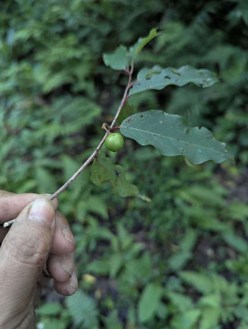 Prunus barbata photo 3