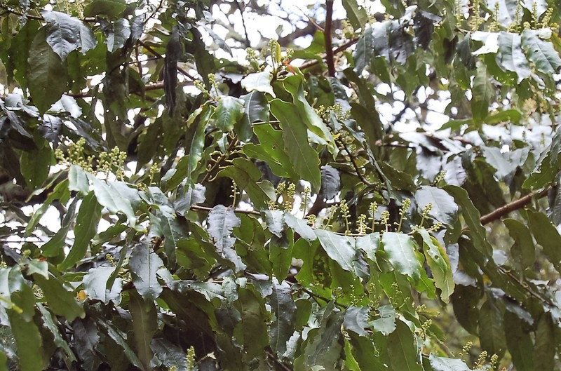 Prunus barbata photo 4