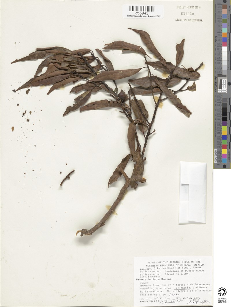 Prunus barbata photo 5